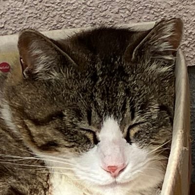 ハイちゃん